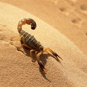 Les Marocains développent une machine qui extrait le venin des scorpions pour bénéficier des bienfaits thérapeutiques du venin le plus cher et le plus meurtrier.