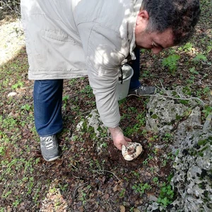 La découverte de champignons à la couleur et au goût d&#39;érable et de champignons à la couleur et au goût d&#39;herbe à chat dans les forêts de Barqash dans le district de Koura du gouvernorat d&#39;Irbid, au nord de la Jordanie