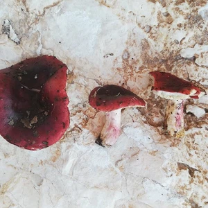 La découverte de champignons à la couleur et au goût d&#39;érable et de champignons à la couleur et au goût d&#39;herbe à chat dans les forêts de Barqash dans le district de Koura du gouvernorat d&#39;Irbid, au nord de la Jordanie