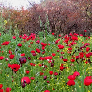 عطلة نهاية الأسبوع | طقس ربيعي لطيف في عموم المناطق .. وأجواء مناسبة للرحلات