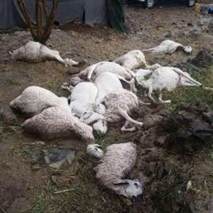صاعقة تؤدي إلى نفوق أغنام بغفرات بيشة