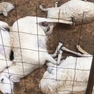 بالصور.. صاعقة رعديّة تقتل 42 رأساً من الأغنام بـ "سديرة" في الطائف