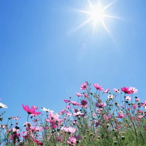 Is the wave of warmth and high temperature in Egypt normal in January.. The Meteorological Authority answers