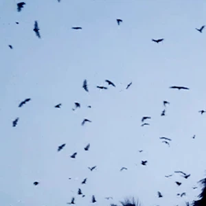 الخفافيش تهاجم عدة قرى في جازان في مشهد شبيه بأفلام الرعب