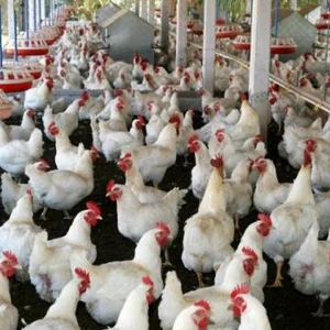 الحيوانات أيضًا بحاجة للدفء شتاءً للحفاظ على حياتها