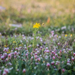 فلسطين : طقس يوم الأحد مُعتدل وقليل الغيوم ودرجات الحرارة الى ارتفاع كبير يوم الاثنين