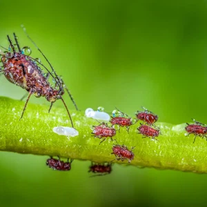 صور في غاية الروعة: هذا ما يحدث للحشرات تحت قطرات المطر