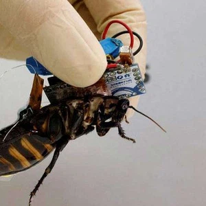 Le Japon utilise un cafard cyborg pour rechercher des survivants dans la zone sinistrée