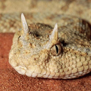 Today is the first day of Al-Tawbaa.. In it, summer enters astronomically, and snakes emerge from their holes