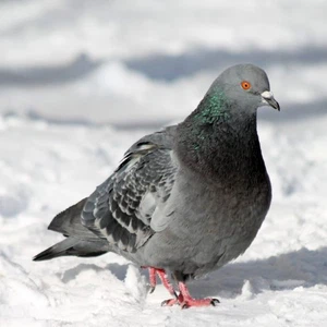 Une mystérieuse maladie sème la terreur et transforme les oiseaux en zombies en Grande-Bretagne ! Une mystérieuse maladie sème la terreur et transforme les oiseaux en zombies en Grande-Bretagne !