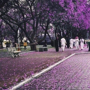 The season of flowering of purple jacaranda trees in Abha.. When does it start? And how long does it last?