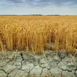 موجة الجفاف الأسوء منذ 60 عاماً تهدد محاصيل القمح في سوريا