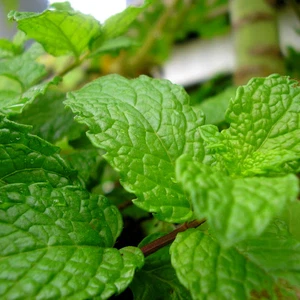 النعناع .. المُحارب الأقوى للقولون العصبي 