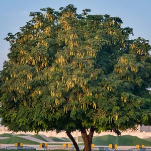 Perennial trees in Saudi Arabia, one of them is over 500 years old | ArabiaWeather