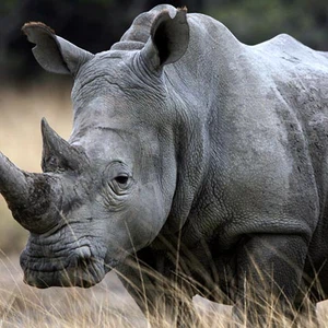 Les meilleurs endroits pour voir des rhinocéros en Afrique