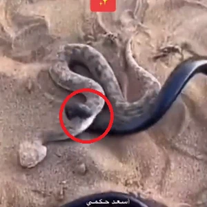 vidéo | Le serpent venimeux, Umm Junib, trouve quelqu'un pour le tuer d'une seule morsure.