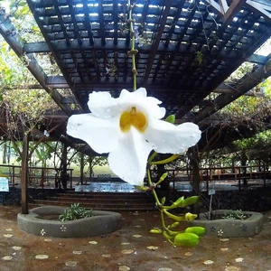Jardin botanique de Putrajaya, Malaisie