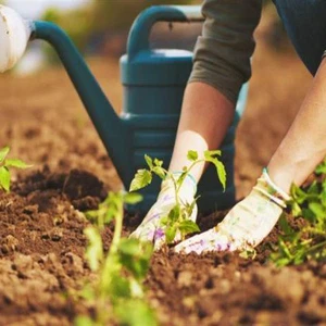 Important tips for farmers to deal with the heat wave