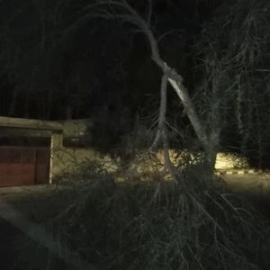 Due to strong winds Trees fall and fences crumble