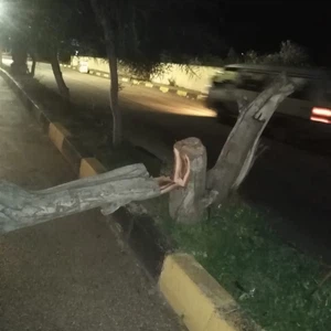 Due to strong winds Trees fall and fences crumble