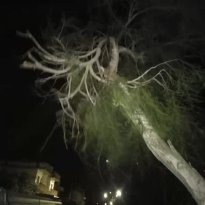 Due to strong winds Trees fall and fences crumble