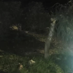 Due to strong winds Trees fall and fences crumble