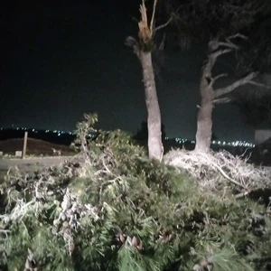 Due to strong winds Trees fall and fences crumble