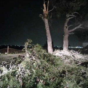 Due to strong winds Trees fall and fences crumble