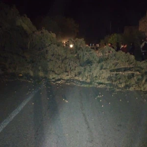 Due to strong winds Trees fall and fences crumble