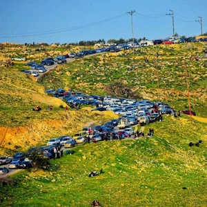 Beautiful beauty: 12,000 thousand visitors enjoyed the spring of the Koura Brigade in Irbid, north of Jordan
