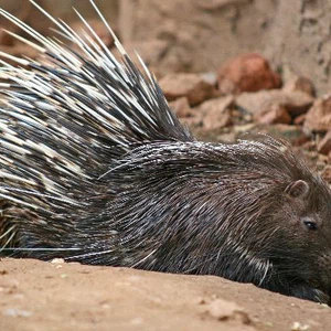 حيوان النيص ومعركة البقاء في شبه الجزيرة 