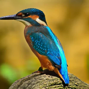 La taille du corps des oiseaux est affectée par un réchauffement climatique plus rapide