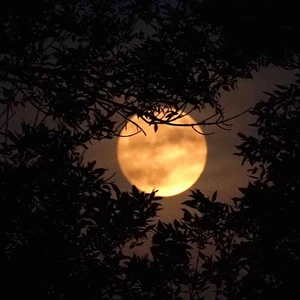 Photos | La `Deer Moon` éblouit le monde et illumine notre ciel pendant trois nuits consécutives
