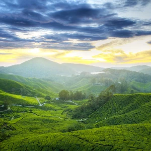 Cameron Highlands.. où monter en Malaisie