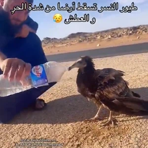 vidéo | Des aigles épuisés tombent au sol dans le désert d'Algérie à cause de la chaleur et de la soif extrêmes