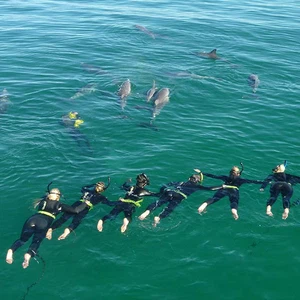 Dolphin watching trips.. should you join them?