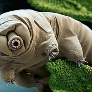 بالصور: تعرّف على دُب الماء .. كائن مجهري يكاد لا يُقهر