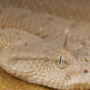 Jordanie | Un décès et 44 cas de morsures de serpent en Jordanie en 3 semaines