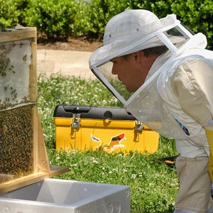 Live a fun experience in beekeeping and honey production with beekeepers in Jordan
