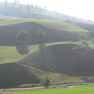 سهول إربد هذا الموسم، كما بدت قبل بدء  عندما يسبق الرداء