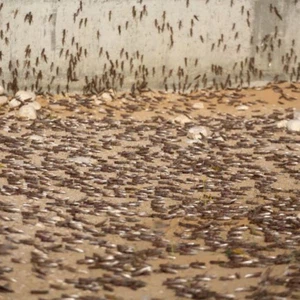 الجراد الصحراوي يهدد مصر والسعودية... وأضراره وطرق مكافحته!