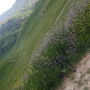 Les forêts de Barqash dans le district de Koura / Irbid sont témoins de sentiers de tourisme environnemental et archéologique actifs