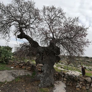 L&#39;arbre de notre maître al-Khader dans la ville de Kafr Kifa, dans le district de Koura à Irbid, est en train de mourir... Voir les photos