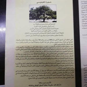 The tree of our master al-Khader in the town of Kafr Kifa, in the Koura district of Irbid, is dying... See the photos