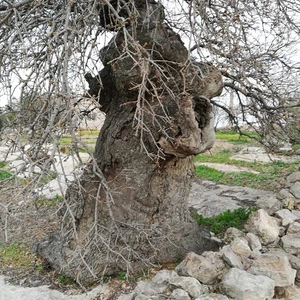 L&#39;arbre de notre maître al-Khader dans la ville de Kafr Kifa, dans le district de Koura à Irbid, est en train de mourir... Voir les photos