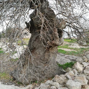 The tree of our master al-Khader in the town of Kafr Kifa, in the Koura district of Irbid, is dying... See the photos