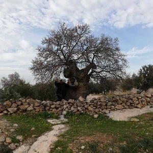 L&#39;arbre de notre maître al-Khader dans la ville de Kafr Kifa, dans le district de Koura à Irbid, est en train de mourir... Voir les photos