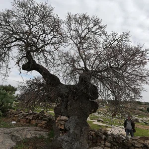 L&#39;arbre de notre maître al-Khader dans la ville de Kafr Kifa, dans le district de Koura à Irbid, est en train de mourir... Voir les photos