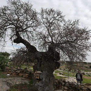 The tree of our master al-Khader in the town of Kafr Kifa, in the Koura district of Irbid, is dying... See the photos