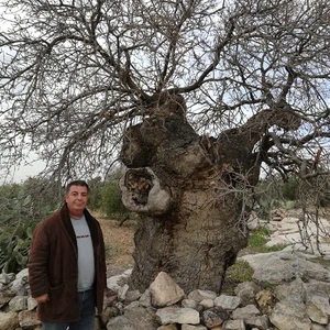 The tree of our master al-Khader in the town of Kafr Kifa, in the Koura district of Irbid, is dying... See the photos